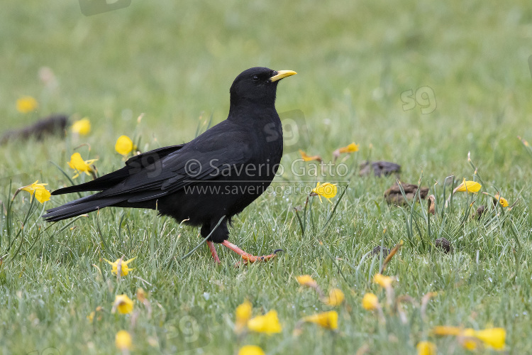 Alpine Chough, side view of an adult standing on the grass in morocco
