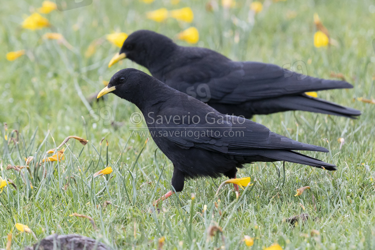 Alpine Chough, side view of two birds walking on the grass