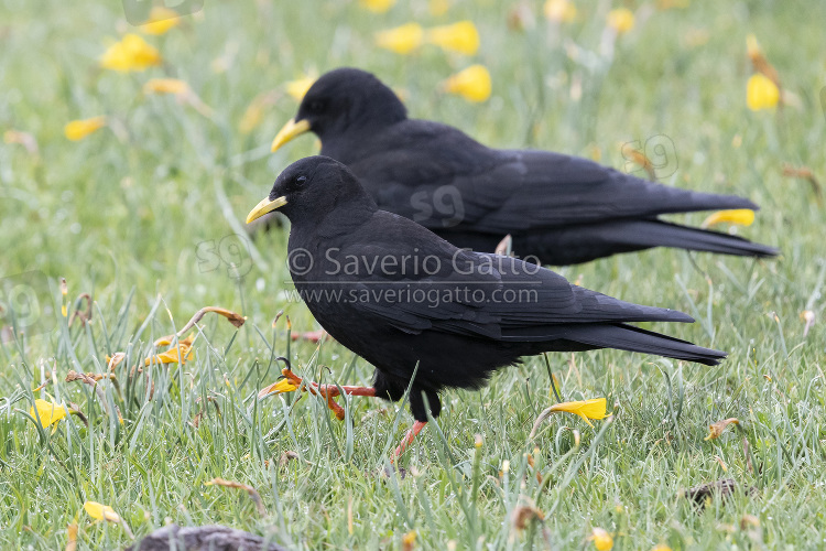 Alpine Chough, side view of two birds walking on the grass