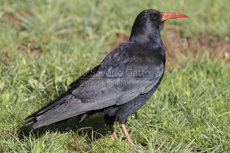 Red-billed Chough