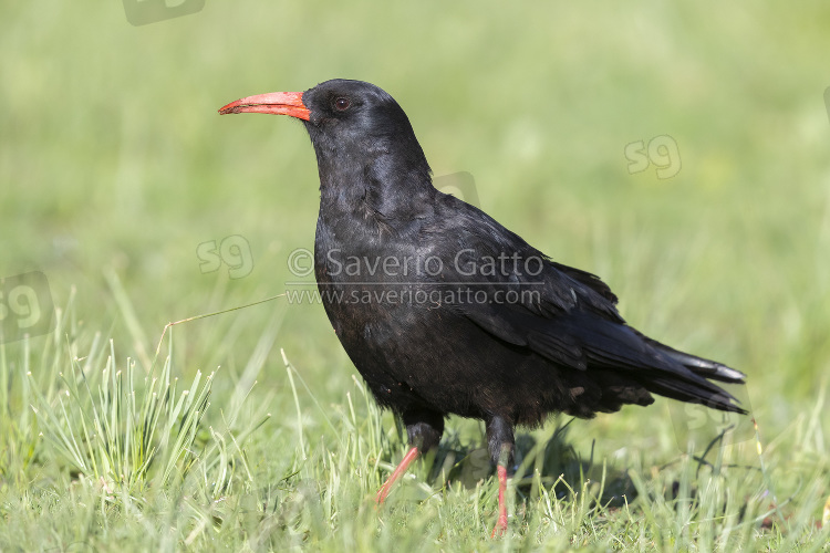 Red-billed Chough