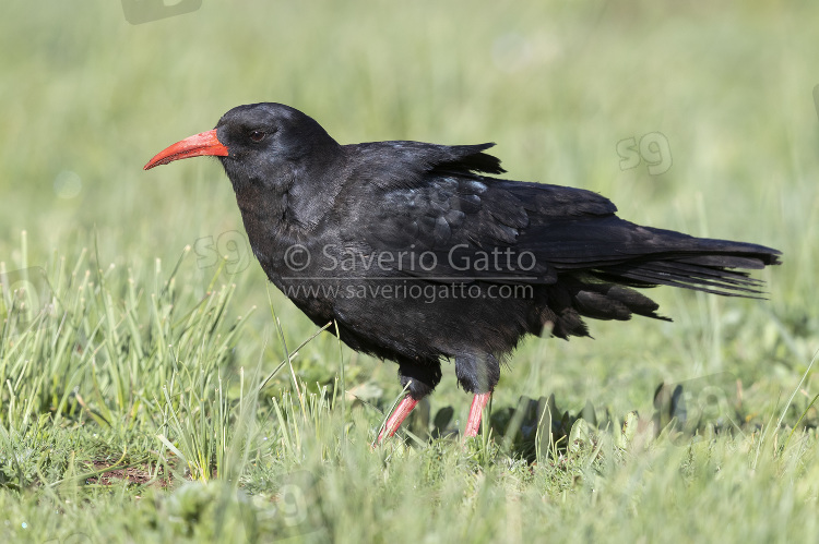 Gracchio corallino, adulto posato sul terreno