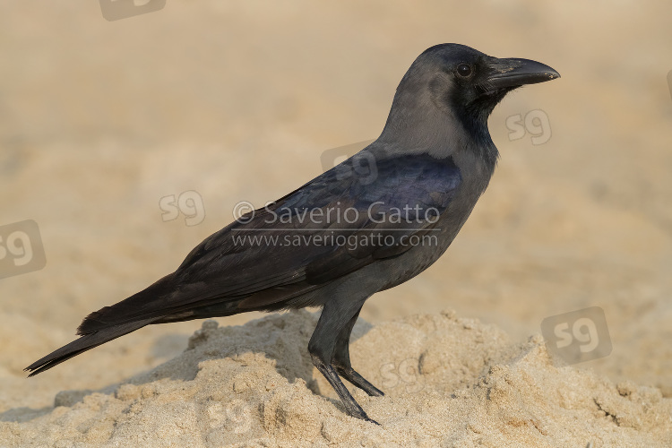 House Crow, side view of an adult standing on the beach in oman