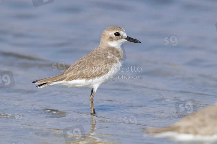 Greater Sand Plover, side view of an adult in winter plumage in oman