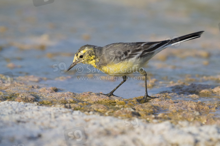 Citrine Wagtail, side view of an adult in winter plumage in oman