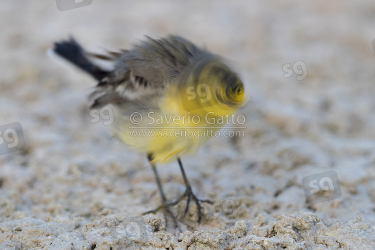 Citrine Wagtail, adult in winter plumage shaking itself