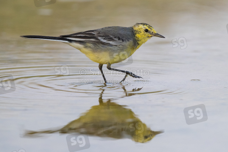 Citrine Wagtail, side view of an adult in winter plumage in oman