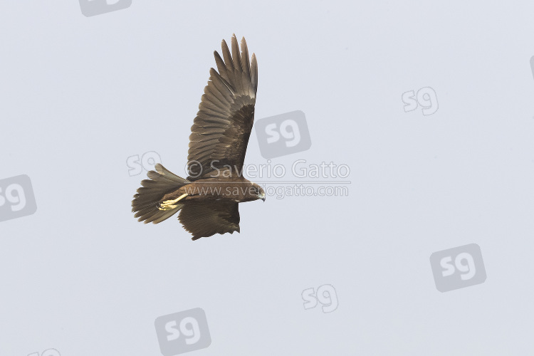 Falco di palude, giovane di forma scura in volo