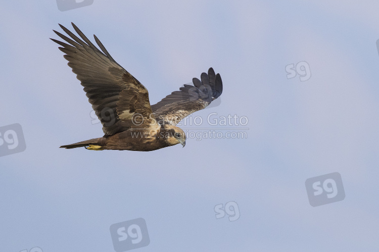 Marsh Harrier, adult female in flight in oman