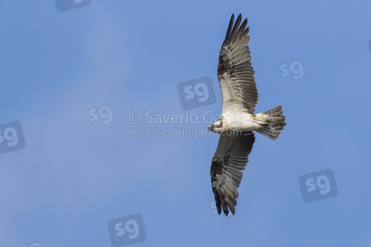 Falco pescatore, giovane in volo