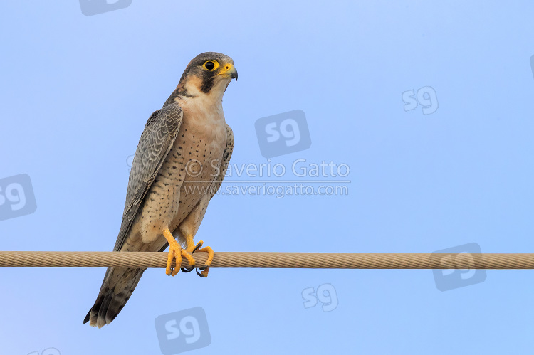 Barbary Falcon, adult perched on a wire in oman