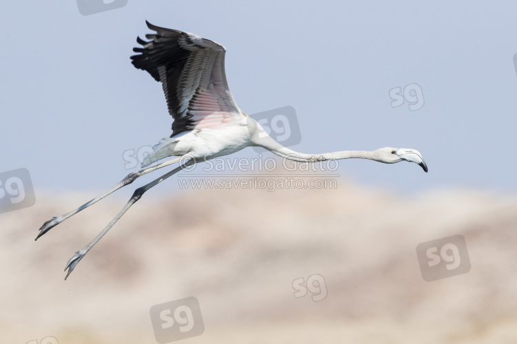 Greater Flamingo, second winter juvenile in flight showing underparts