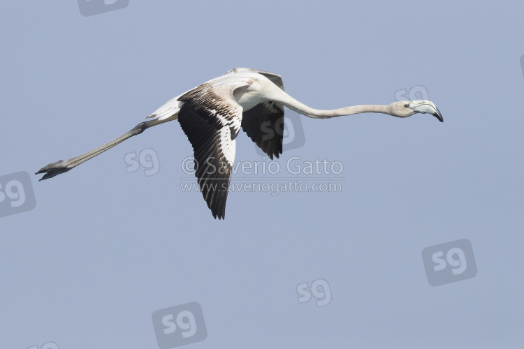 Greater Flamingo, juvenile in flight showing upperparts