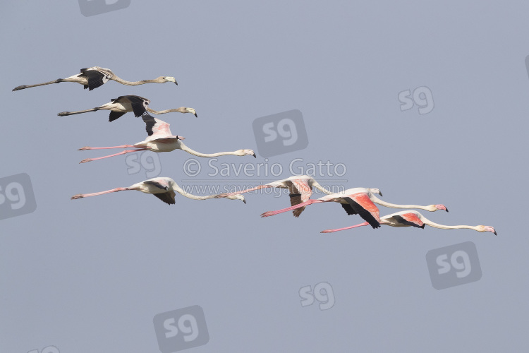 Greater Flamingo, flock in flight with adults and juveniles