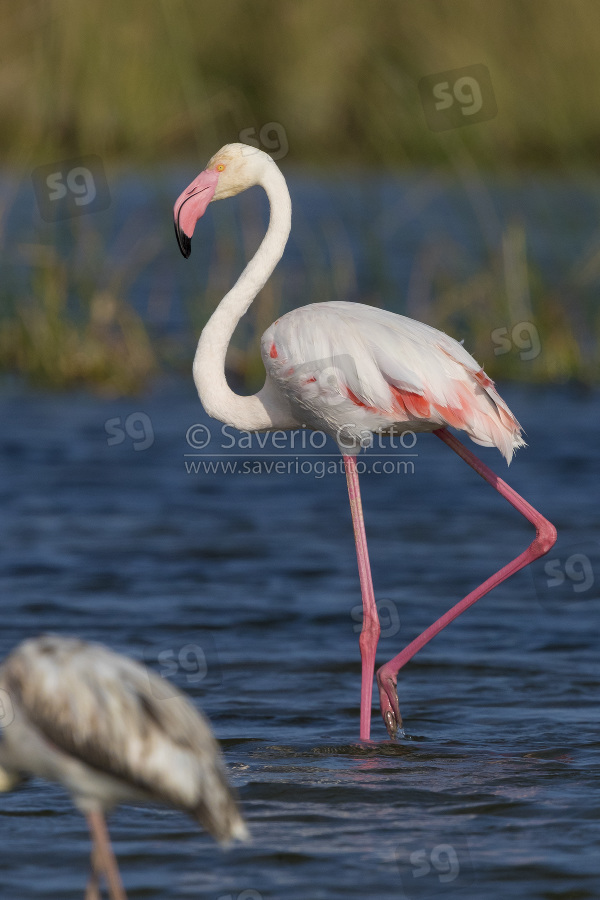 Greater Flamingo, side view of an adult standing in a lake in oman