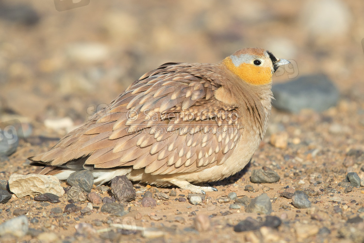 Grandule coronata, maschio adulto accovacciato sul terreno