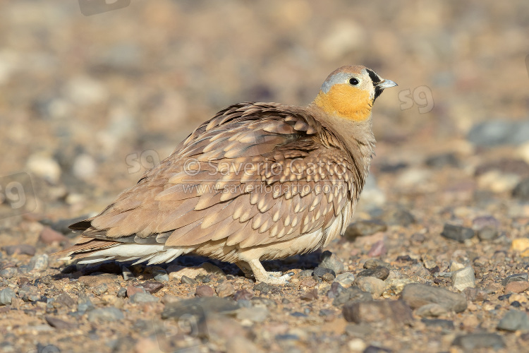 Grandule coronata, maschio adulto posato sul terreno