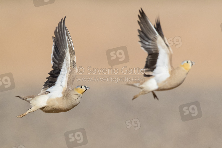 Crowned Sandgrouse, two adult males in flight