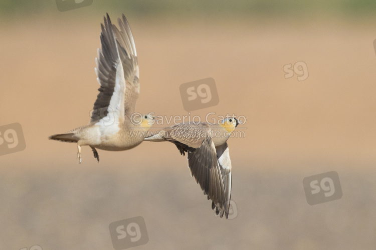 Grandule coronata, coppia in volo