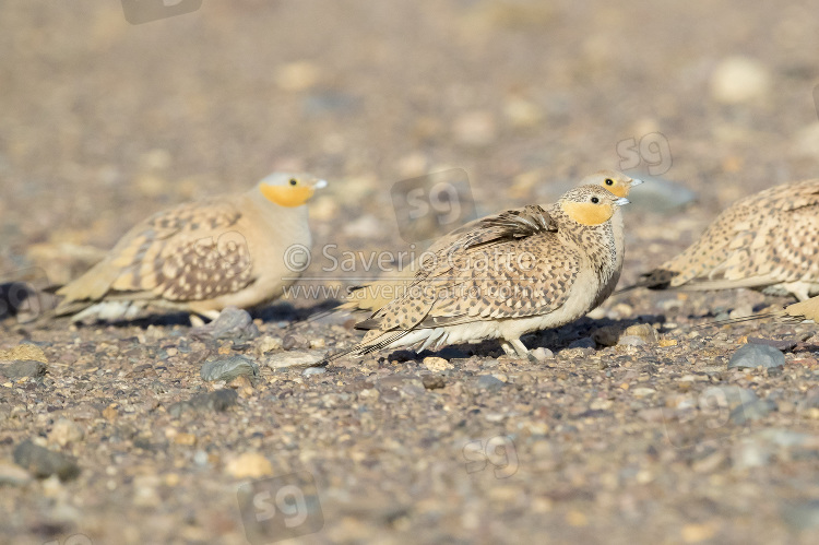 Spotted Sandgrouse, small flock resting on the ground in morocco