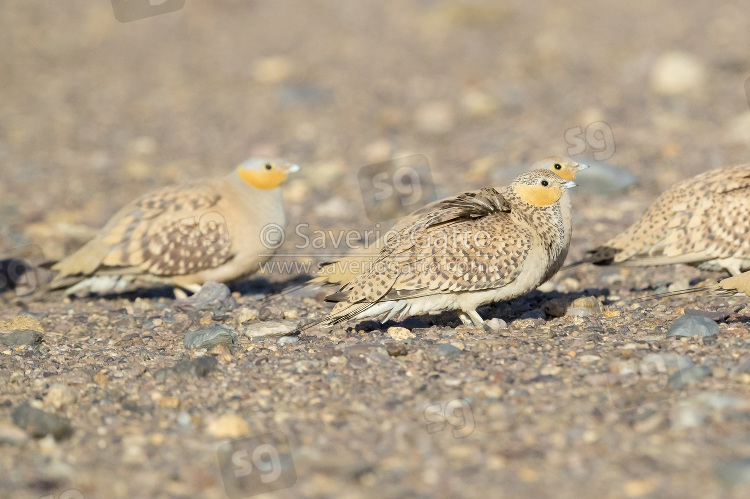 Spotted Sandgrouse