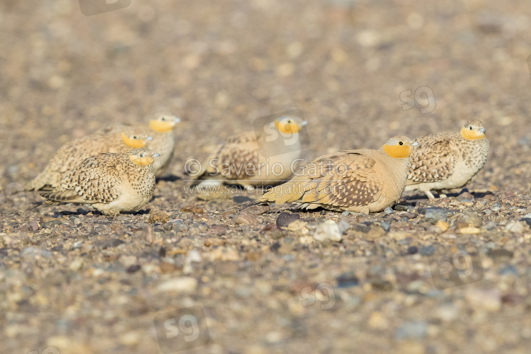 Spotted Sandgrouse, small flock resting on the ground in morocco