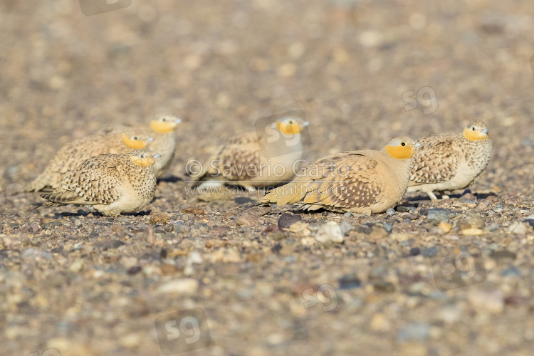 Spotted Sandgrouse