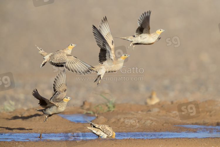 Spotted Sandgrouse, smal flock at take-off from a drinking pool in morocco