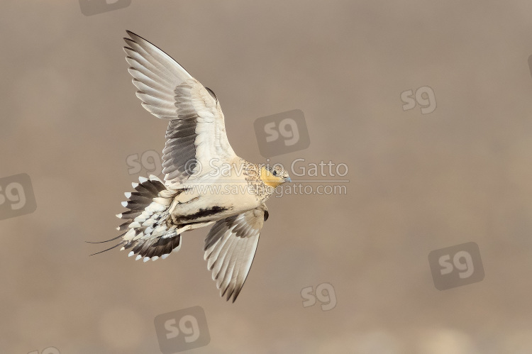 Spotted Sandgrouse, adult female in flight