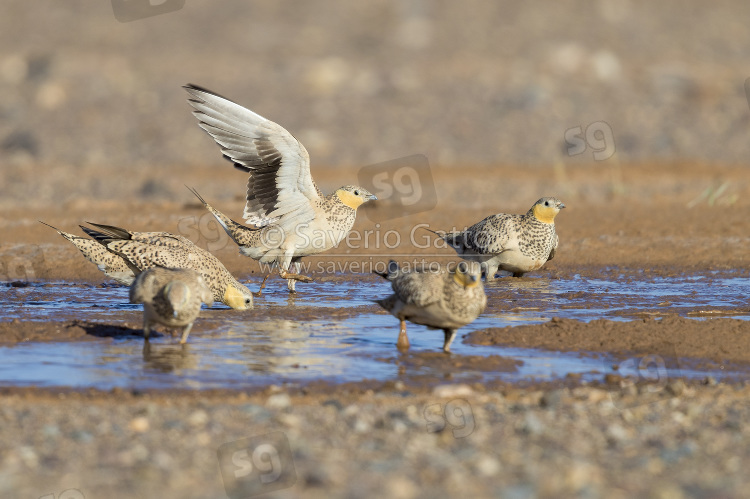 Spotted Sandgrouse