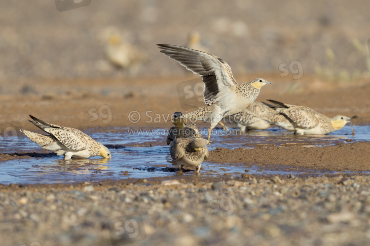 Spotted Sandgrouse