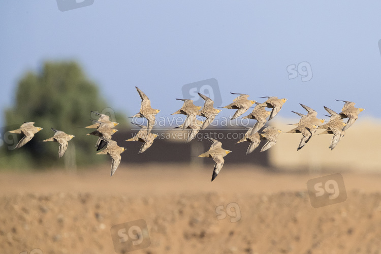 Spotted Sandgrouse, a flock flying over the desert in morocco