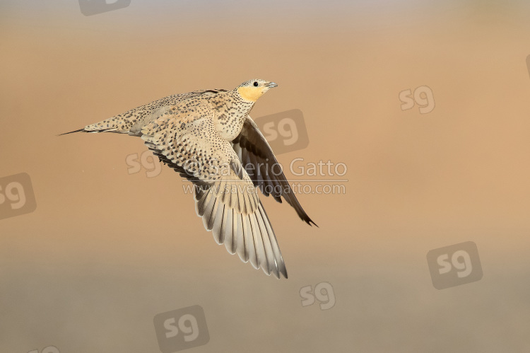 Spotted Sandgrouse, adult female in flight