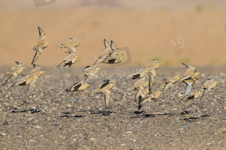 Spotted Sandgrouse, a flock in flight in the desert