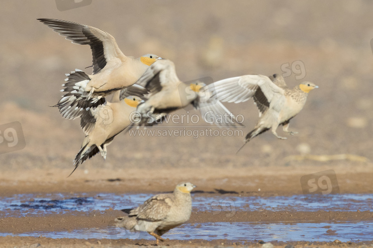 Spotted Sandgrouse, small flock landing at drinking pool