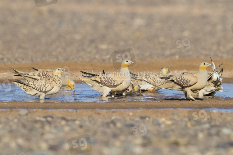 Spotted Sandgrouse, flock at drinking pool