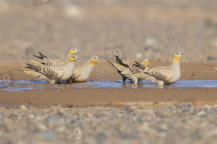 Spotted Sandgrouse