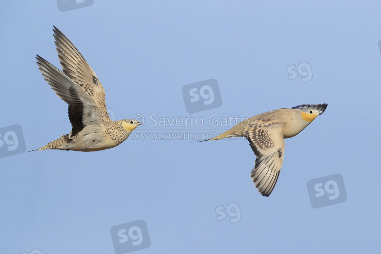 Spotted Sandgrouse, a male and a female in flight