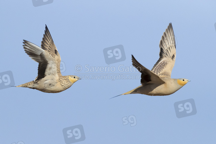 Spotted Sandgrouse, a male and a female in flight