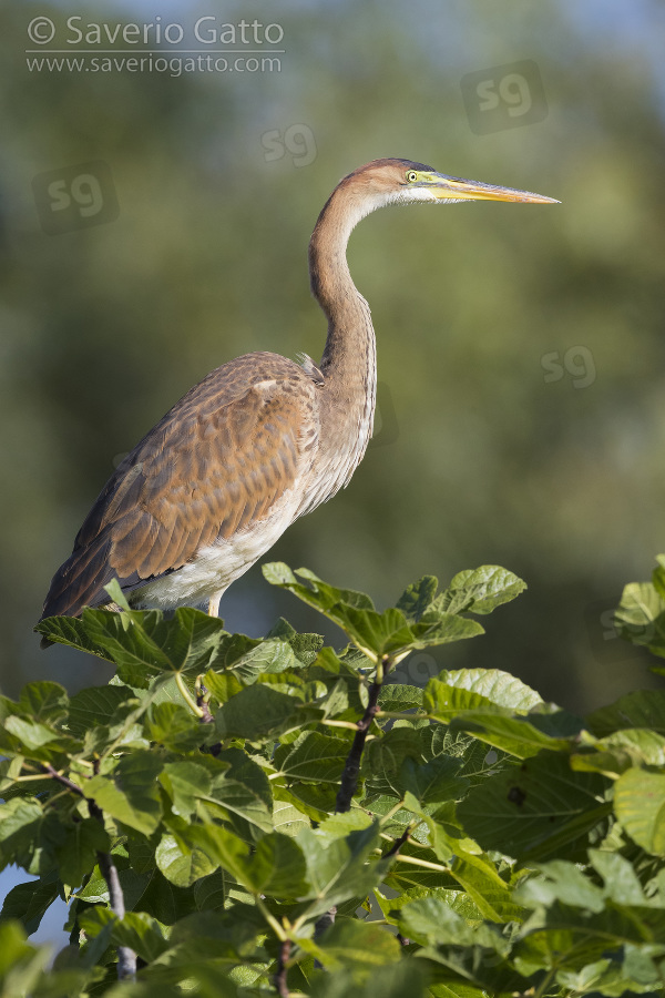 Purple Heron, juvenile perched on a fig tree