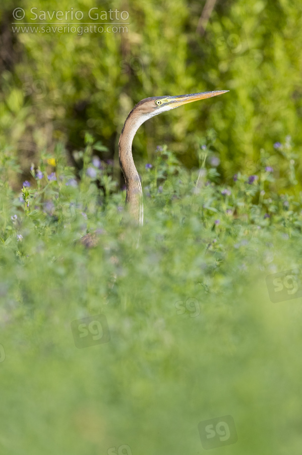 Purple Heron, juvenile standing in an alfalfa field