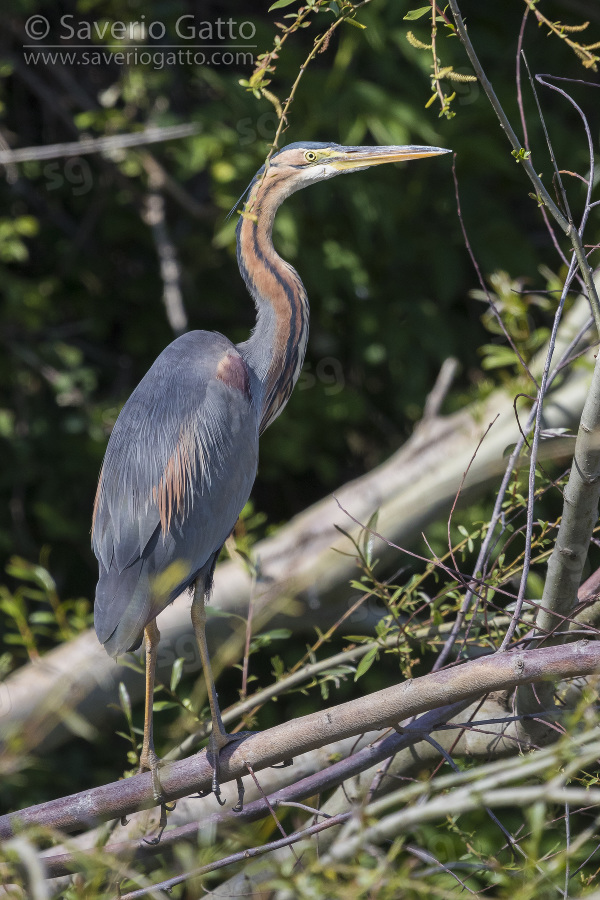 Purple Heron, adult standing on a branch