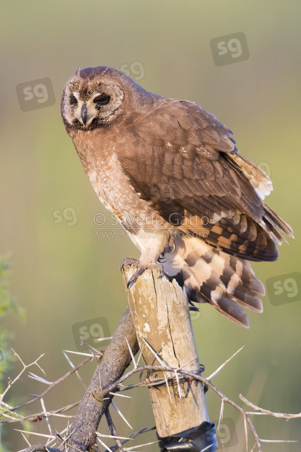 Marsh Owl, adult perched on a post in morocco