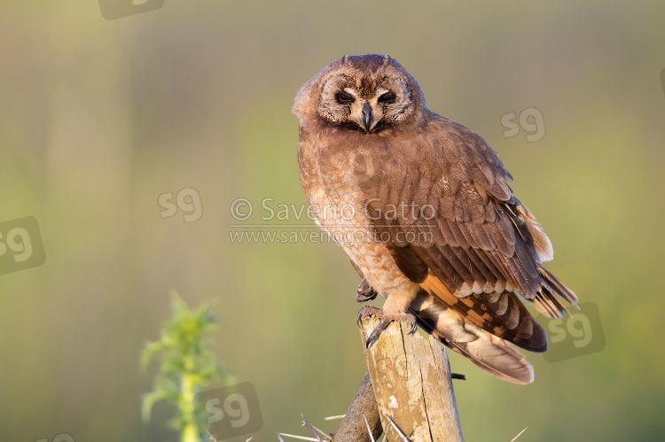 Marsh Owl, adult perched on a post in morocco