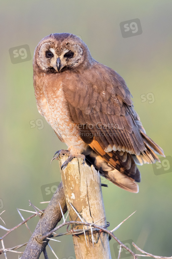 Marsh Owl, adult perched on a post in morocco
