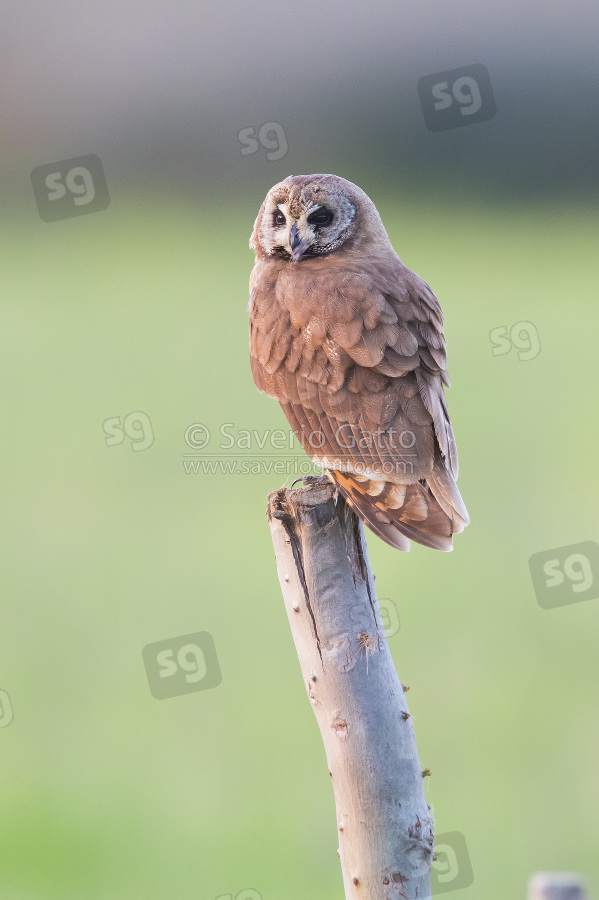 Marsh Owl, adult perched on a post in morocco