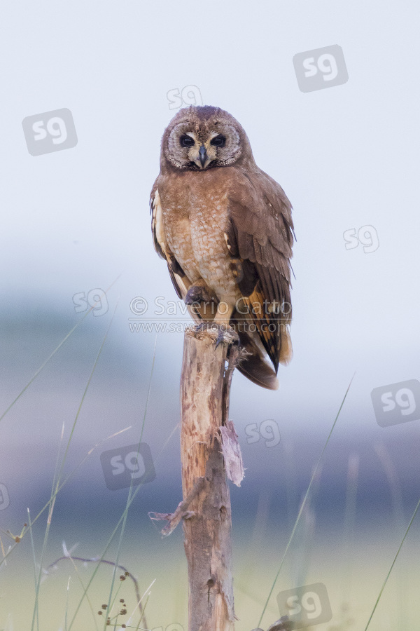 Marsh Owl, adult perched on a post in morocco