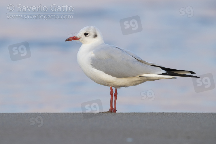 Gabbiano comune, adulto in abito invernale