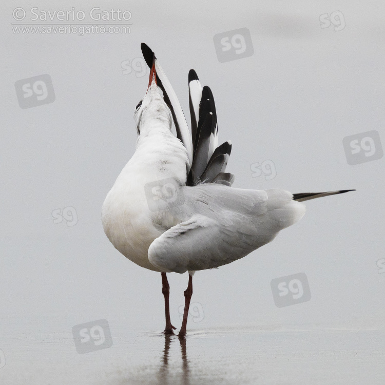 Black-headed Gull