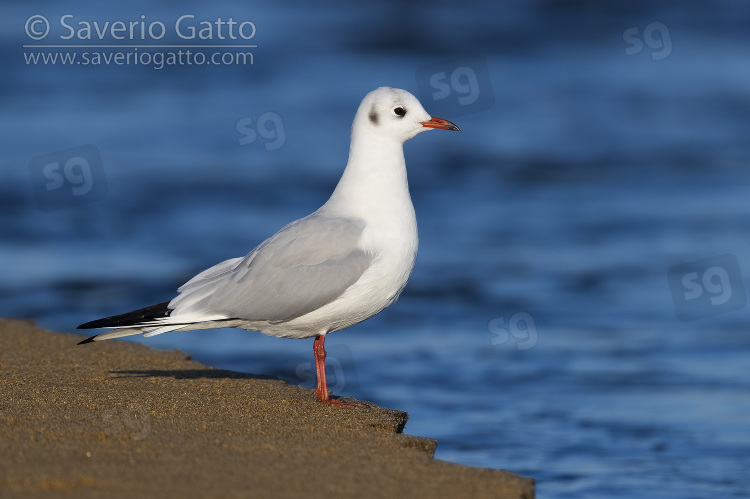 Black-headed Gull